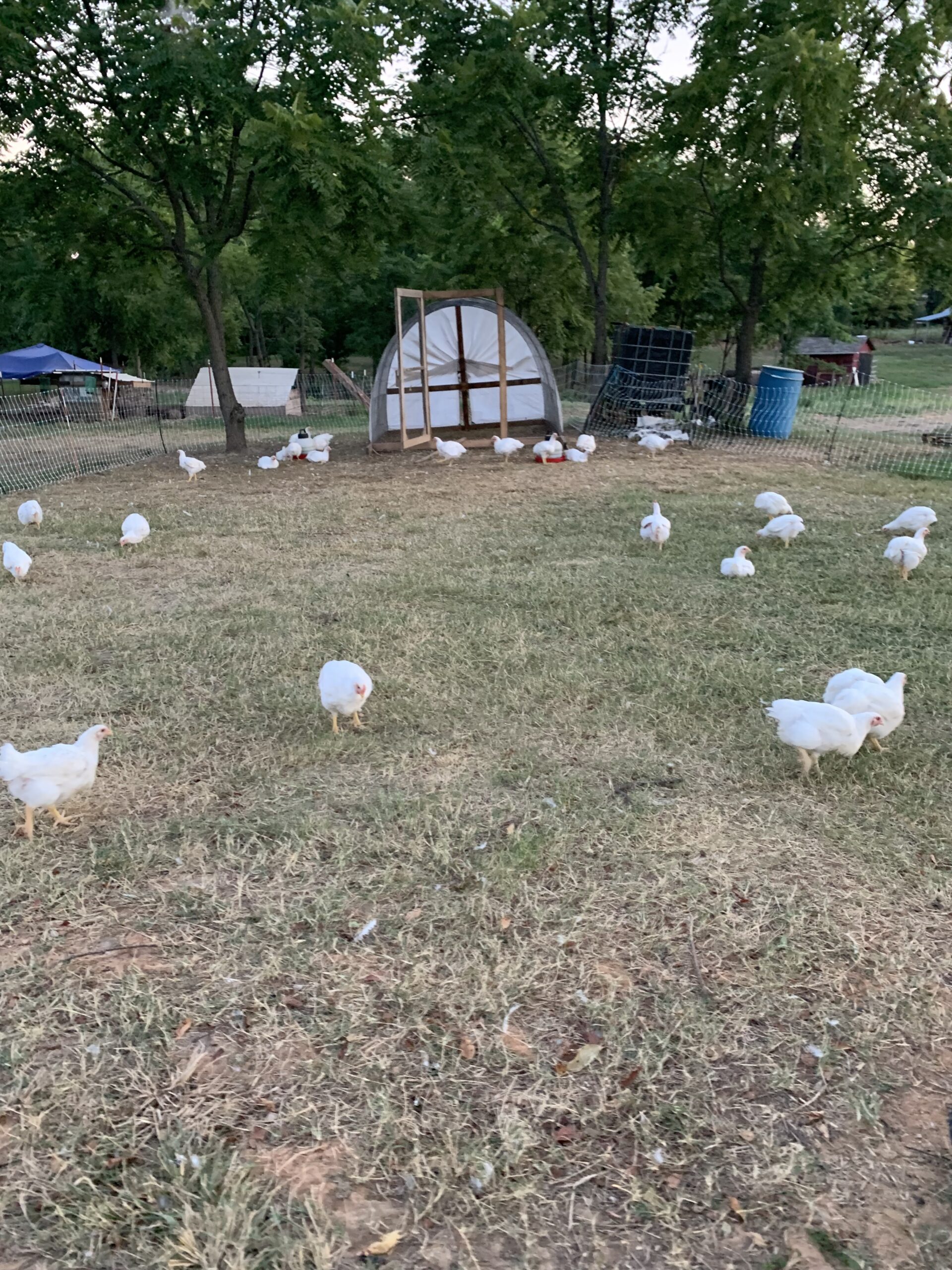 Free-range chickens foraging in a grassy area near a chicken coop, with trees and farm structures in the background.
