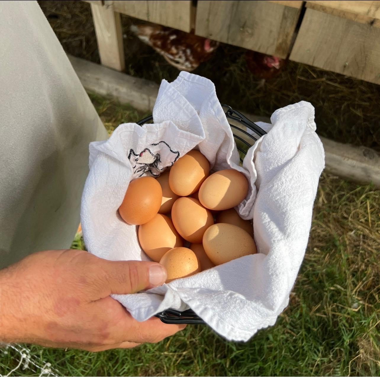 Hand holding a basket lined with a cloth, containing freshly collected brown eggs, with a background hinting at a chicken coop and grass. Ideal for illustrating farm-fresh produce and sustainable living.