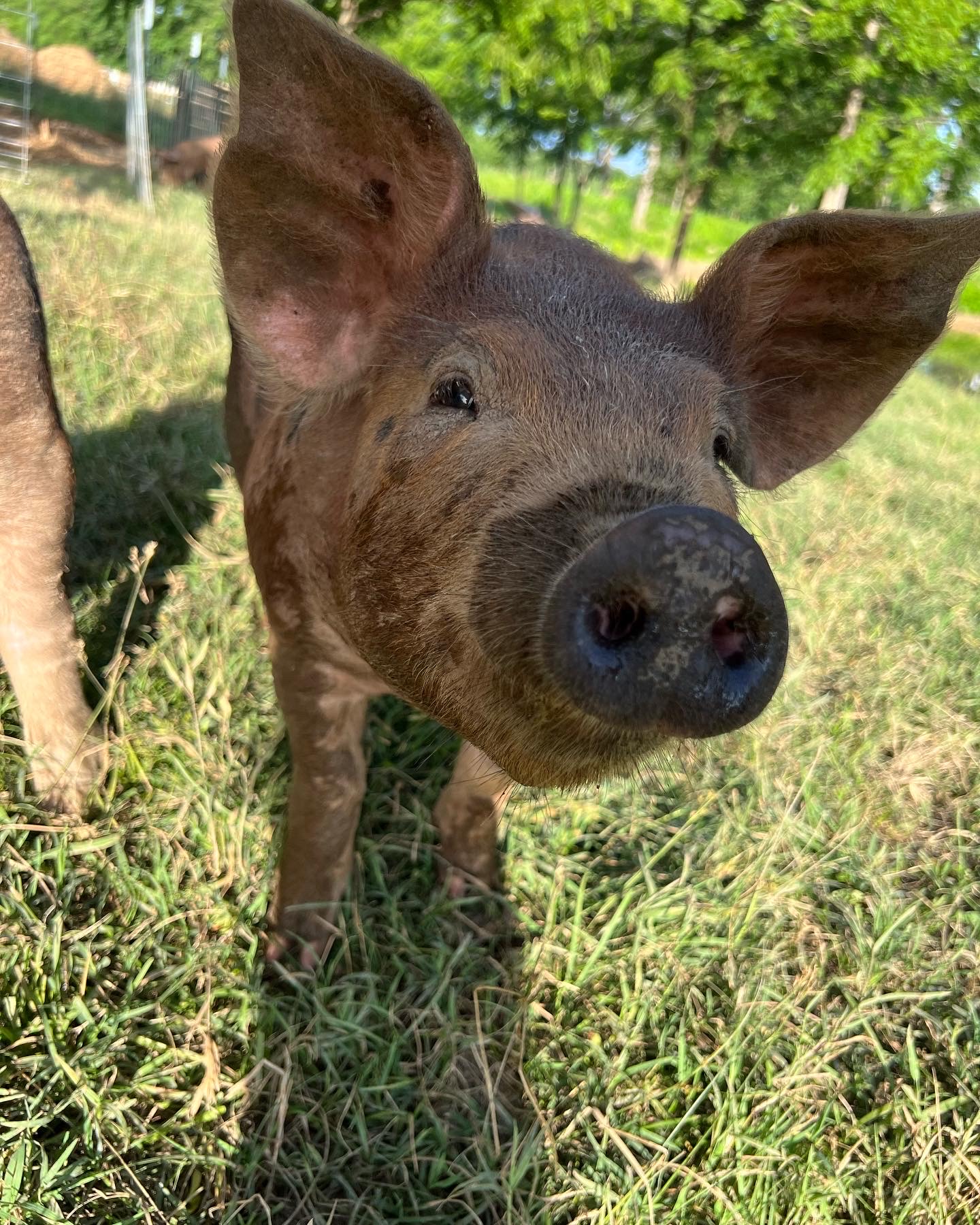 Close-up of a curious young piglet with large ears and a snout, exploring a green grassy field on a sunny day. The background features blurred trees and other pigs, highlighting a farm setting.