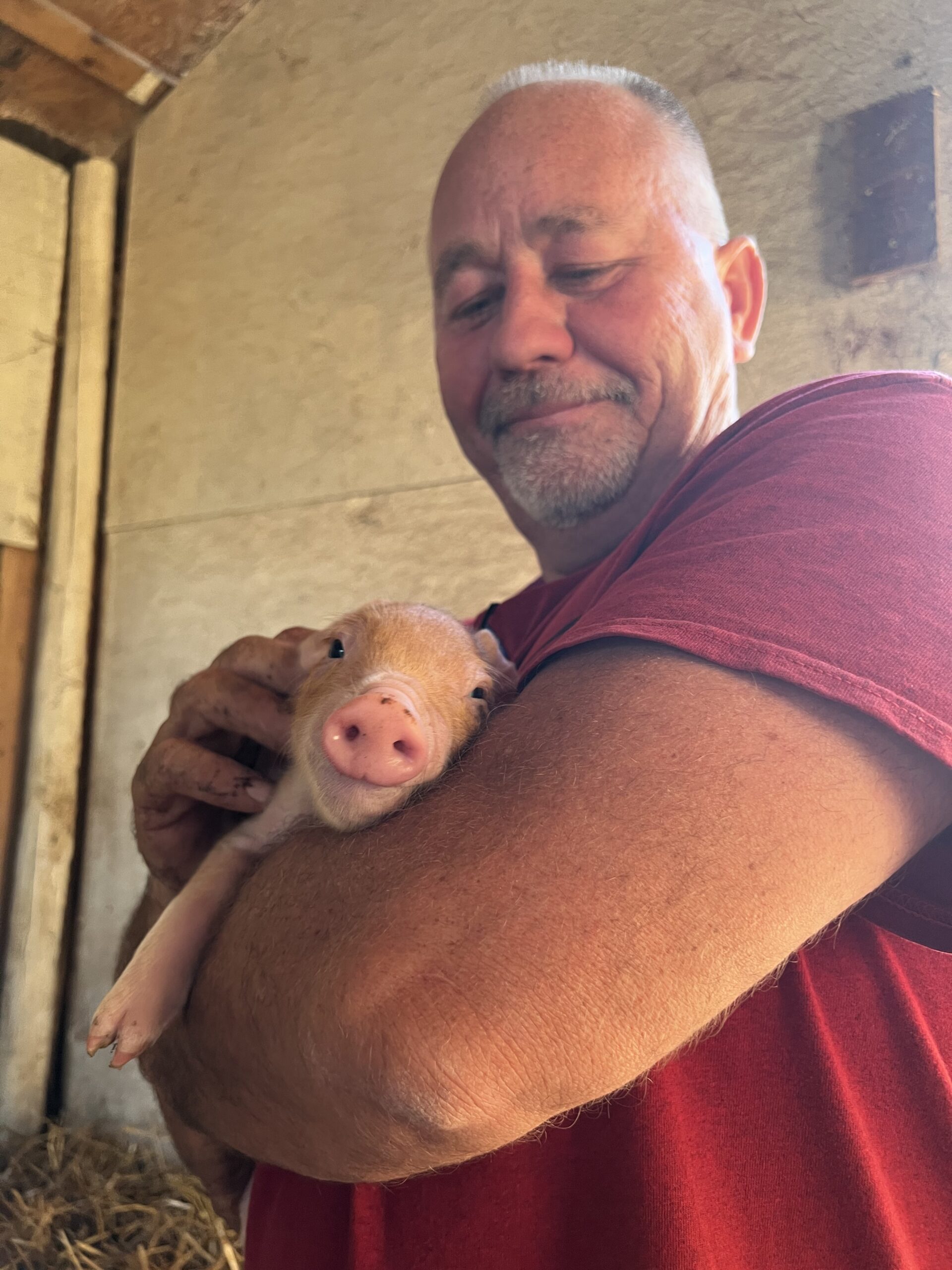 Man in a red shirt gently holds a small piglet in his arms, smiling in a barn setting with straw in the background, showcasing a bond between humans and farm animals.
