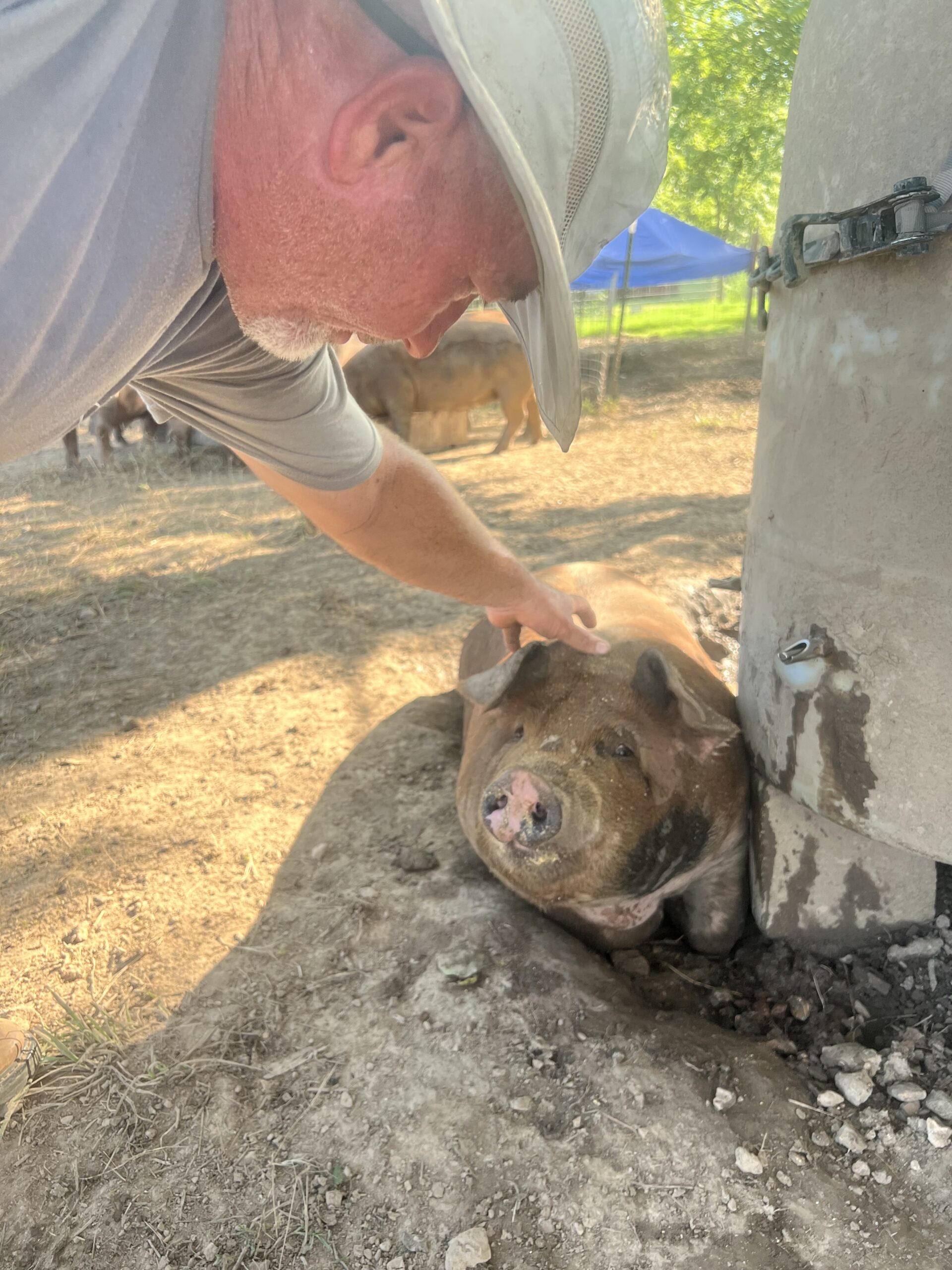A farmer gently pets a friendly pig in a rural setting, surrounded by other pigs and greenery, highlighting animal husbandry and farm life.