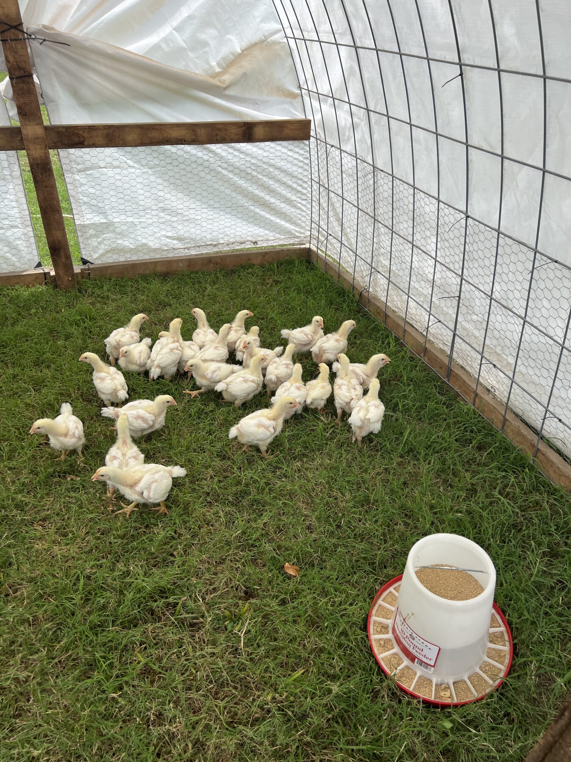 Chickens feeding in a spacious, grass-covered area inside a poultry shelter, with a feeder prominently displayed. The structure features a wire frame and a white tarp for protection.
