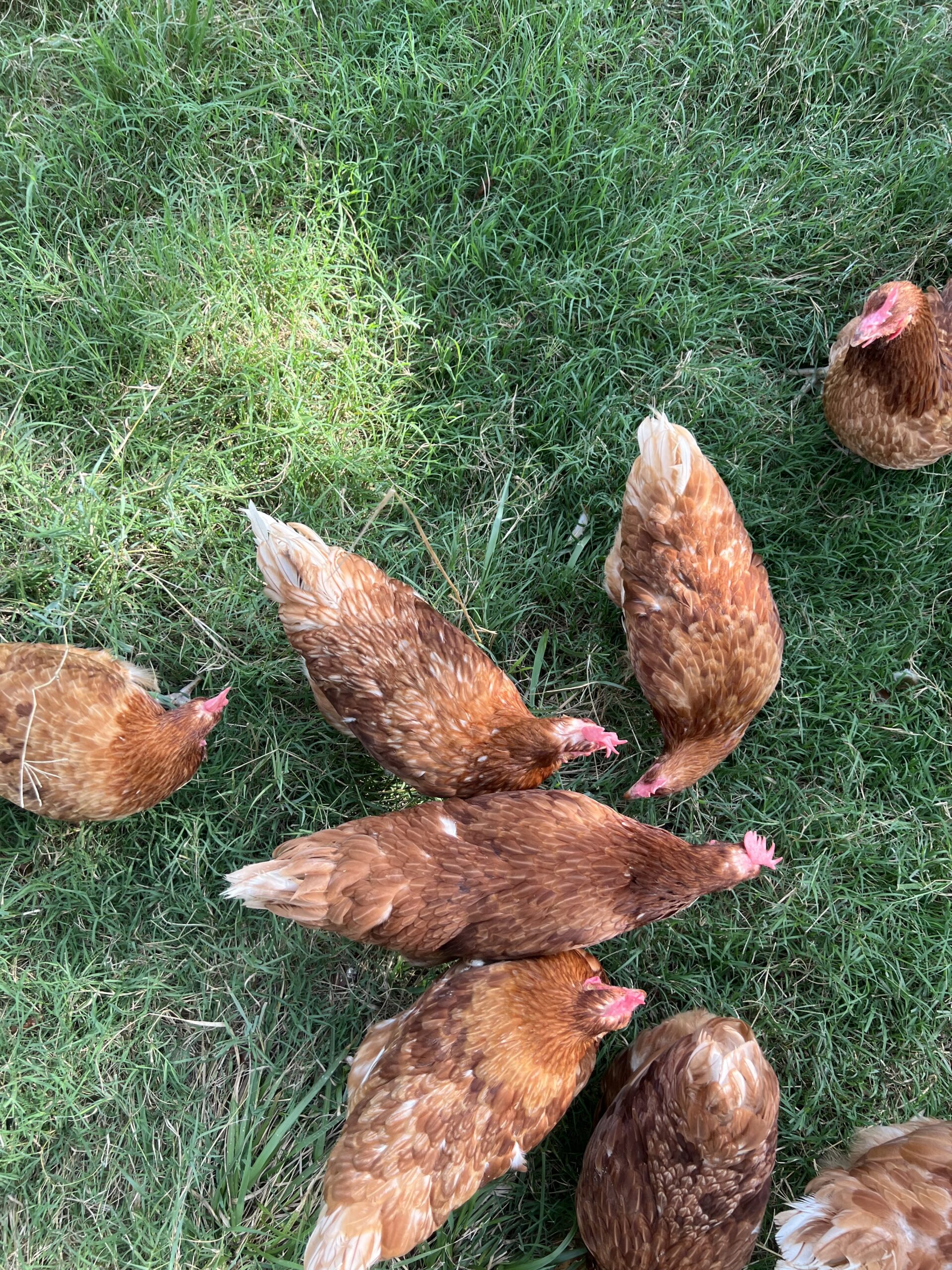 A flock of brown chickens foraging on lush green grass, showcasing their natural habitat and free-range lifestyle.