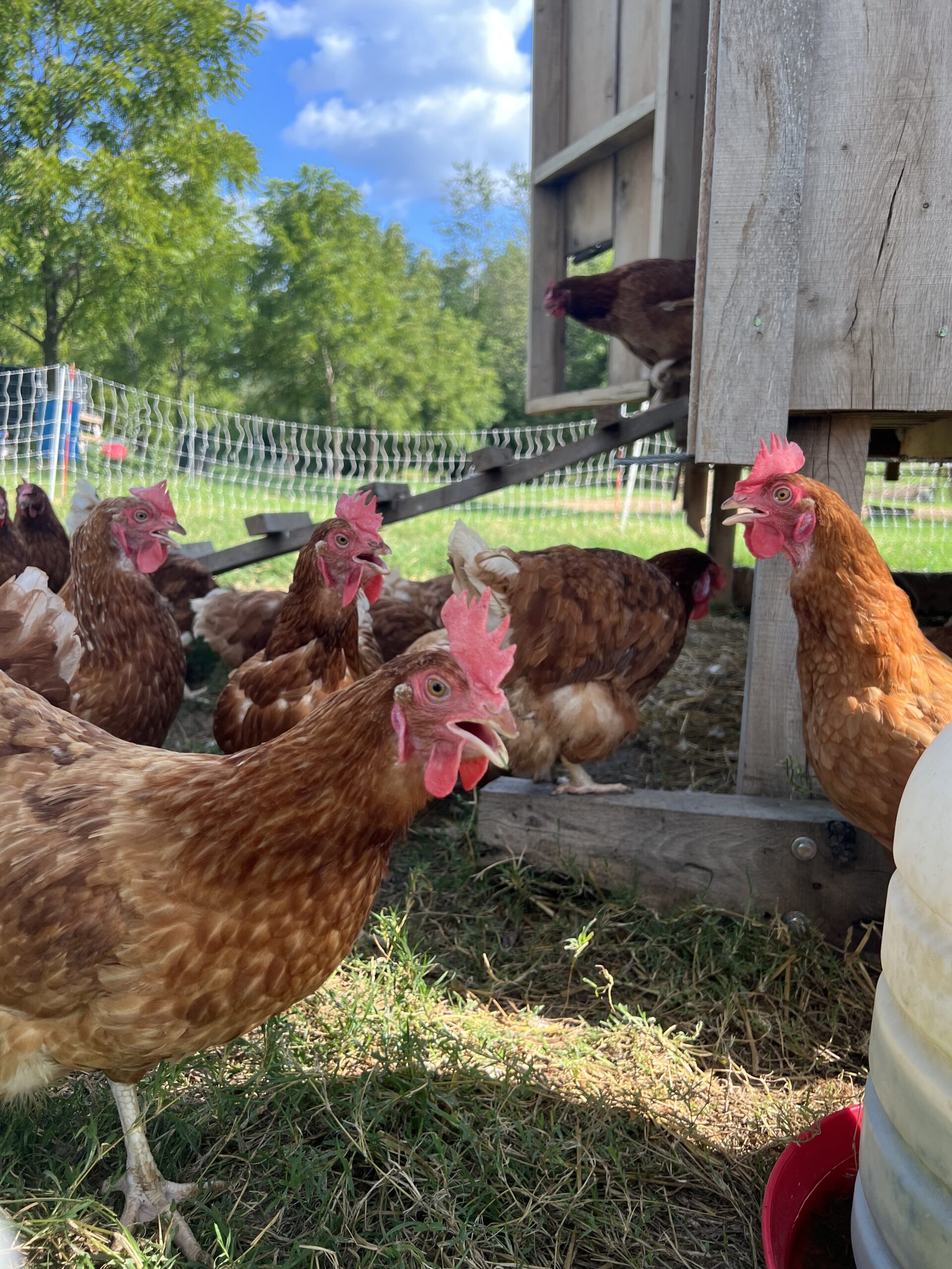 Free-range chickens foraging on a farm, with a wooden coop in the background and a clear blue sky above. The image features several brown hens with red combs and wattles, showcasing a natural and healthy poultry environment.