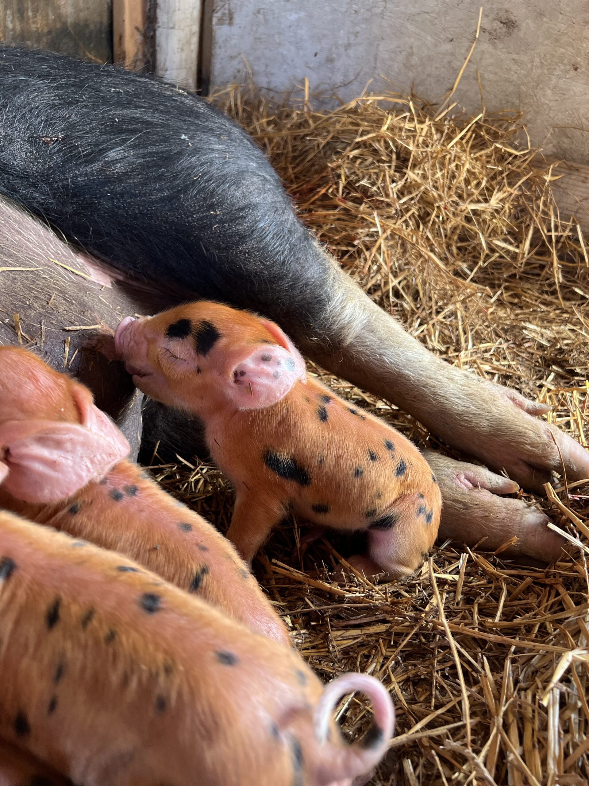 Newborn piglets nursing from their mother in a straw-filled barn, showcasing their orange and black spotted coats.