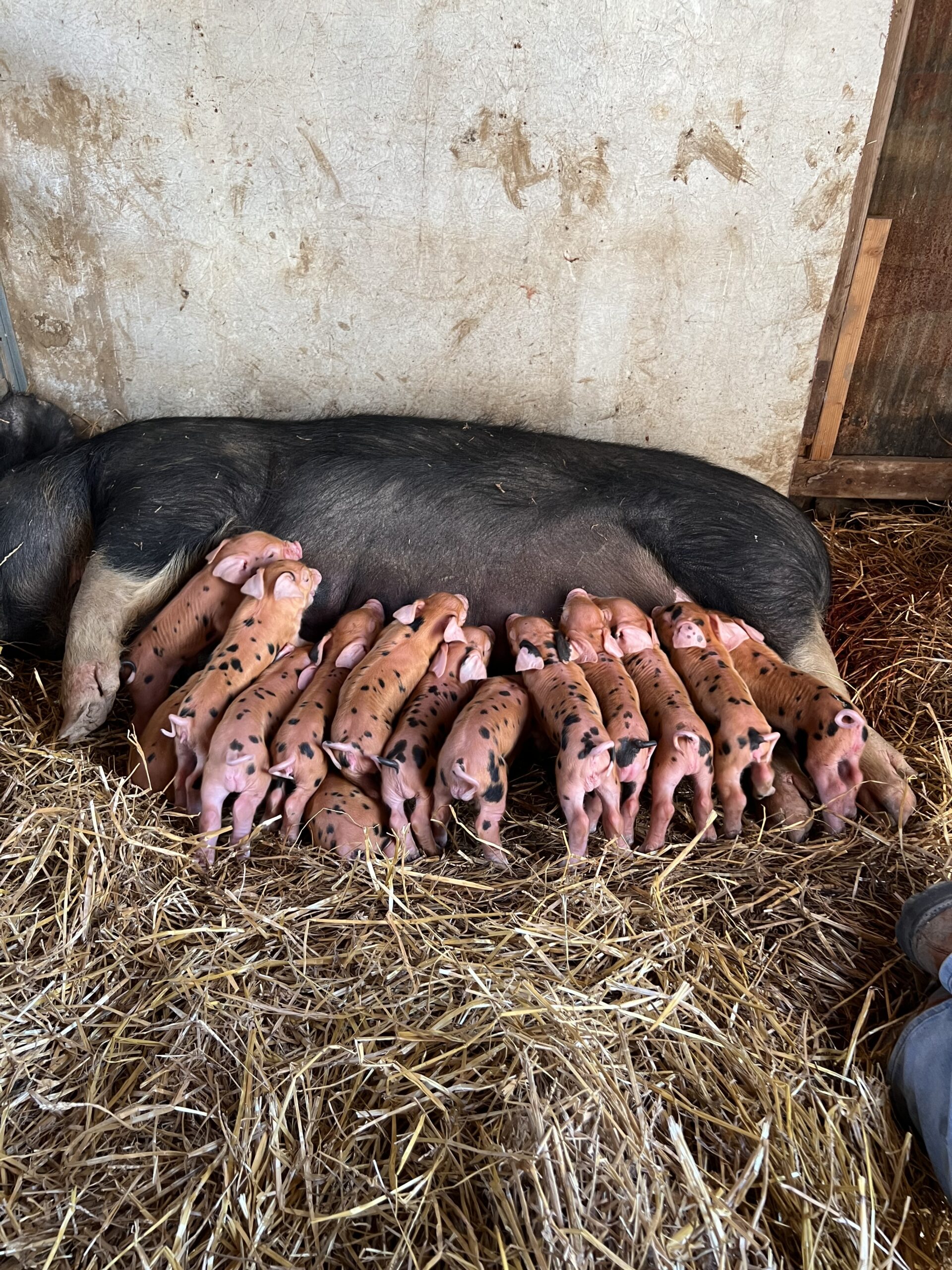 Newborn piglets nursing from a mother pig in a barn, surrounded by straw bedding, showcasing a nurturing farm environment.