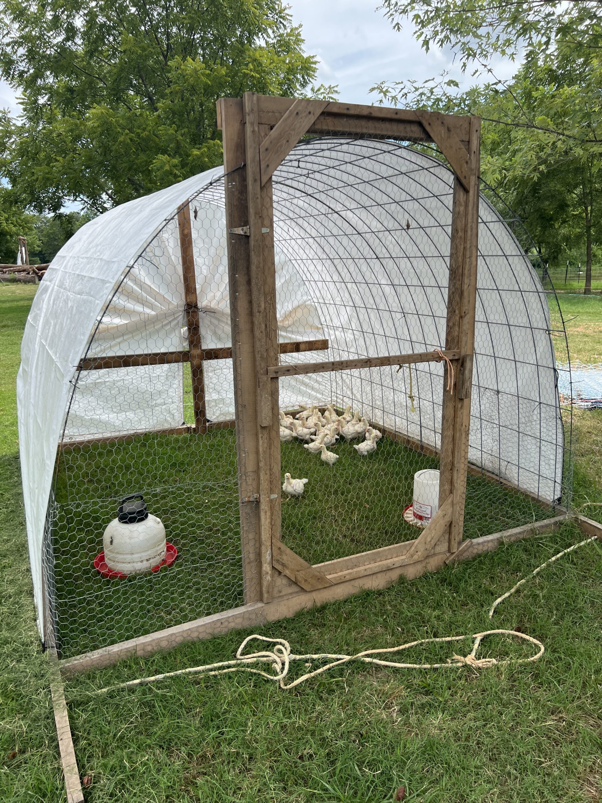 Portable chicken coop with a wooden frame and wire mesh, containing several chicks on green grass, with a water container and a clean, open design for ventilation.