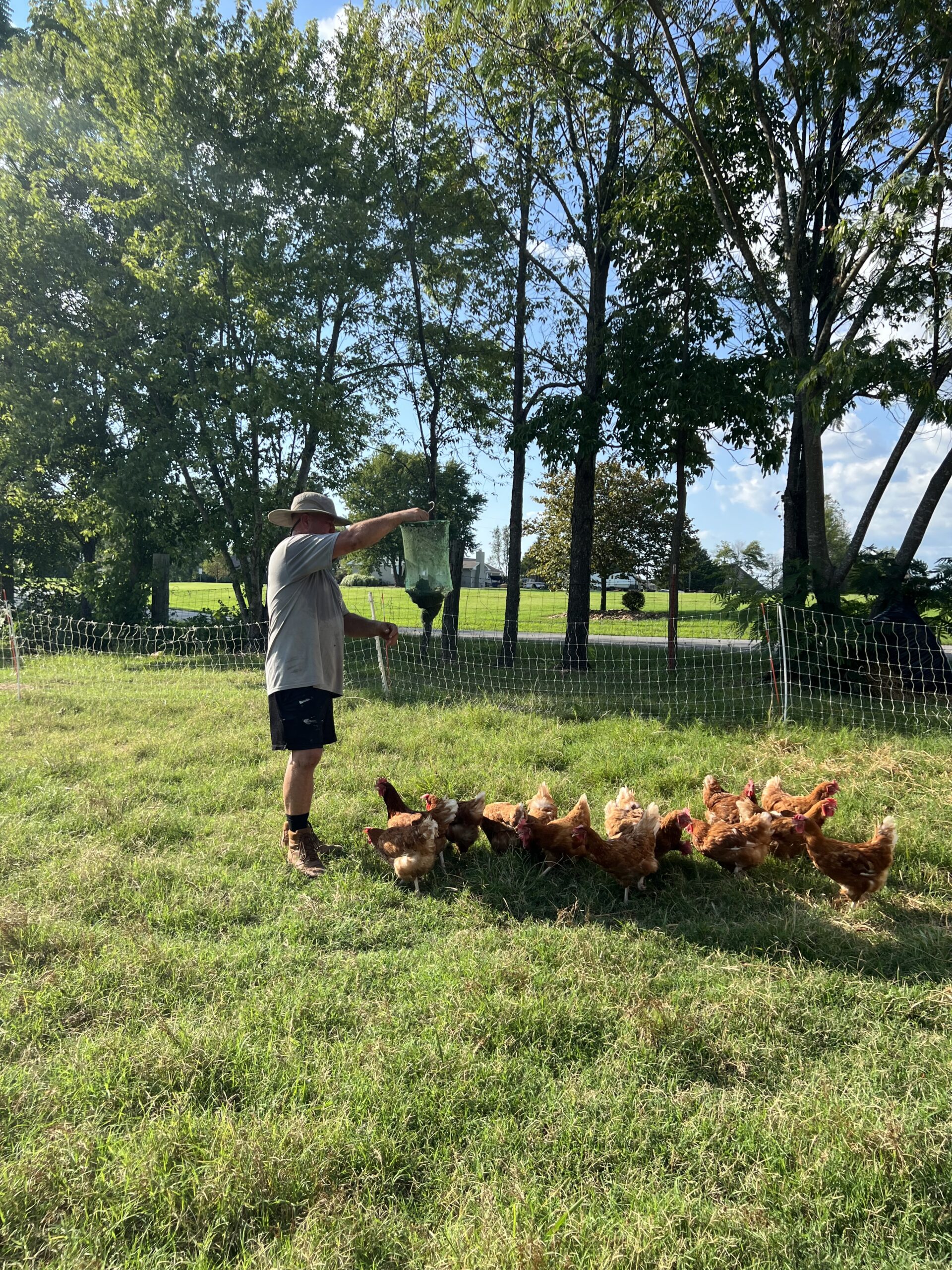 Farmer feeding free-range chickens in a lush green pasture under a clear blue sky, surrounded by trees and a fence.